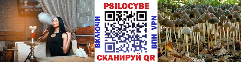 купить   Гулькевичи  Галлюциногенные грибы Cubensis 